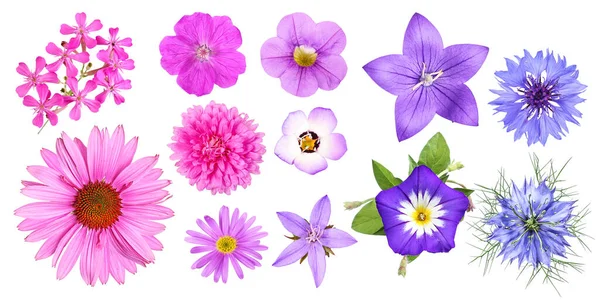 Seleção Uma Série Fotos Com Flores Jardim Coloridas Vistas Cima — Fotografia de Stock