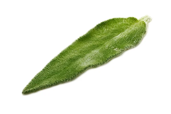 Zöld Levél Egy Növény Elszigetelt Fehér Alapon — Stock Fotó