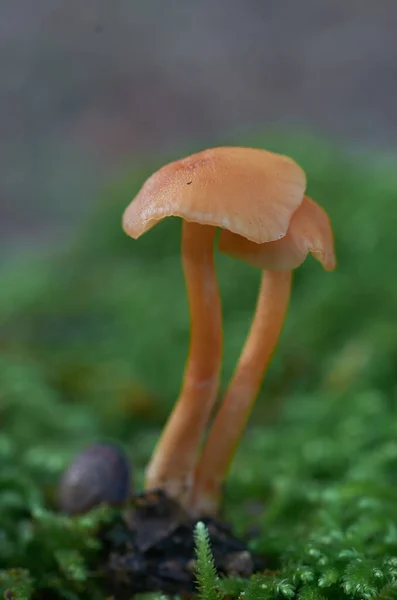 Perto Cogumelo Floresta — Fotografia de Stock