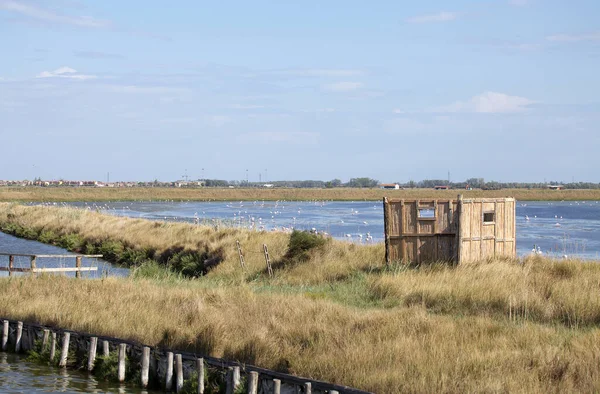 Valli Comacchio Flamingos Fish Basin Comacchio Μια Σειρά Συνεχών Υφάλμυρων — Φωτογραφία Αρχείου