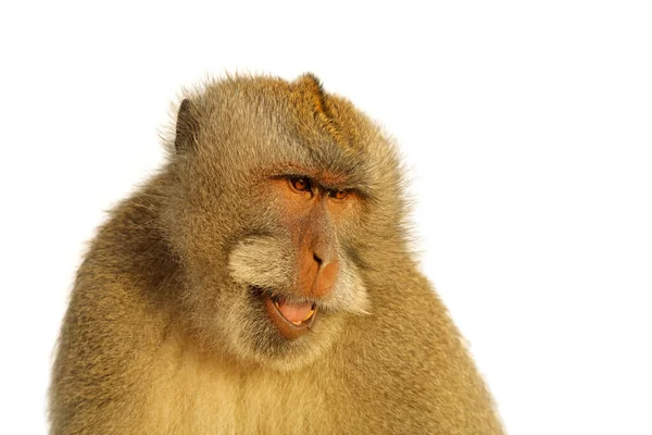 Beyaz Üzerinde Uzun Kuyruklu Bir Balili Maymunun Portresi Macaca Fascicularis — Stok fotoğraf