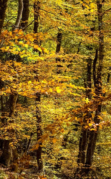 Belle Forêt Automne Dans Les Montagnes Crimée Une Gaufre Dans Photos De Stock Libres De Droits