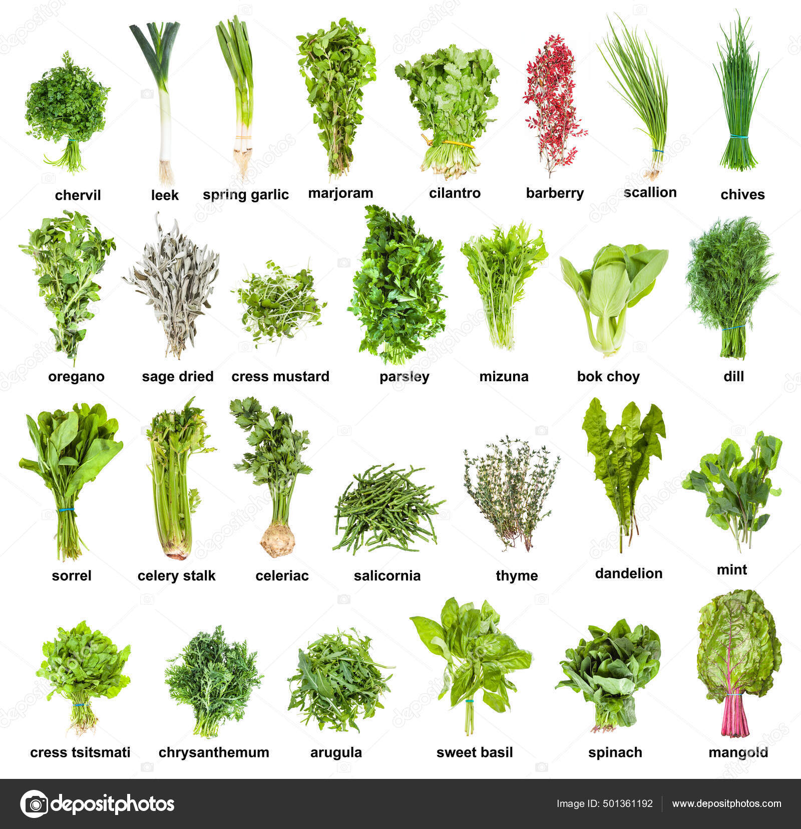 Collection Various Kitchen Herbs Names Cilantro Thyme Oregano Chives