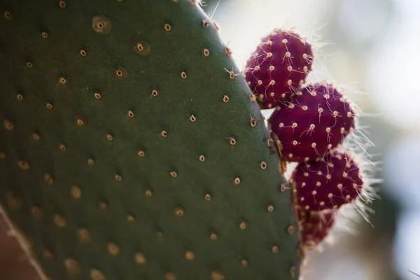 Gros Plan Cactus Dans Jardin — Photo