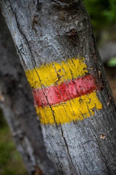 树干上漆成黄色的木制标志 — 图库照片