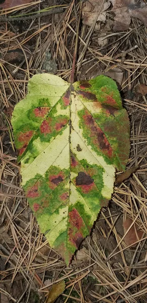 Feuille Verte Avec Des Taches Rouges Trouve Sur Les Aiguilles — Photo