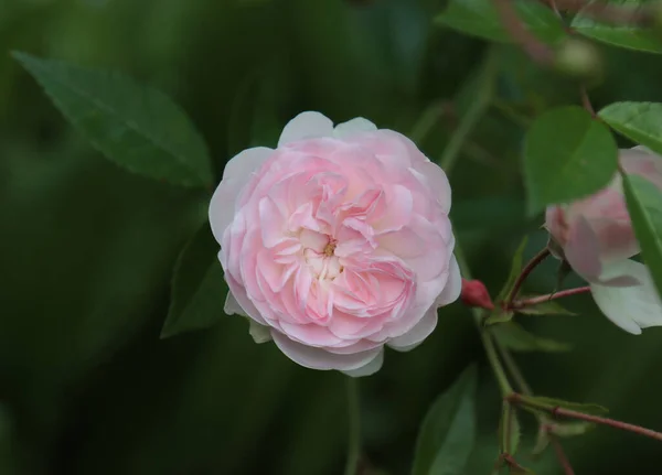 Planta Rosa Floreciente Jardín — Foto de Stock