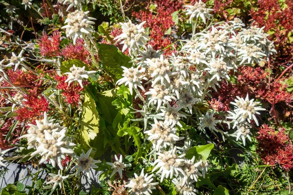 Flores Edelweiss Vista Perto Parque Nacional Vanoise França — Fotografia de Stock