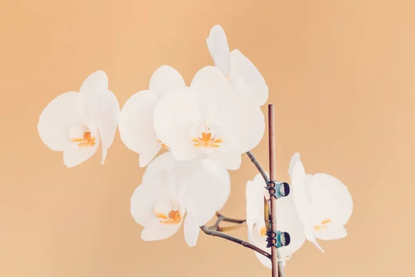 Rama Romántica Hermosa Flor Orquídea Blanca Sobre Fondo Beige — Foto de Stock