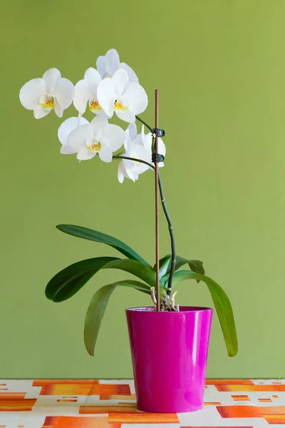 Романтична Біла Орхідея Горщику Столі Зеленим Тлом Красива Біла Квітка — стокове фото