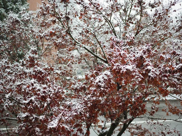 Schnee Auf Blättern Von Rotem Ahorn Und Kiefer — Stockfoto