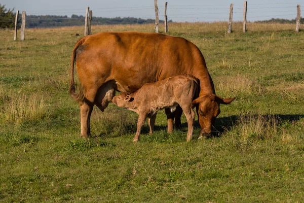 Sucking Cow Sucking Calf Meadow Eifel — Stock Photo, Image