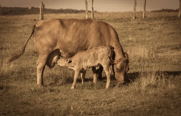 Sucking Cow Sucking Calf Meadow Eifel — Stock Photo, Image