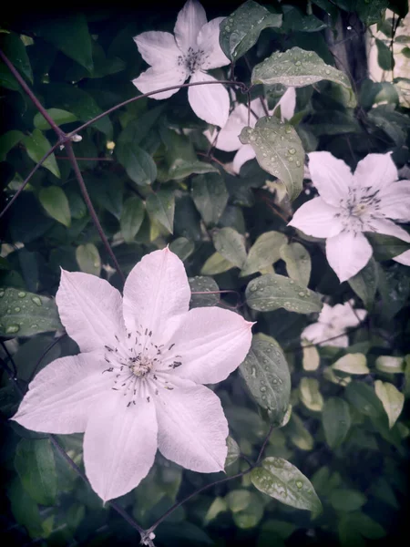 Красиві Білі Клематиси Квіти Саду Фоні Зеленого Листя Представлено Крупним — стокове фото