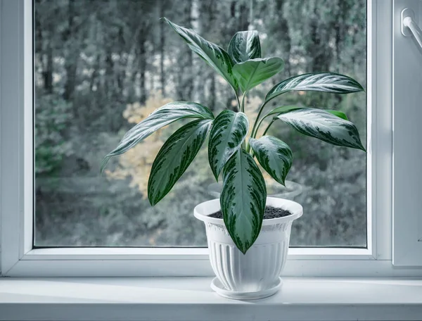 Marantaceae Familyasının Güzel Bir Çiçeği Beyaz Bir Saksının Pencere Eşiğinde — Stok fotoğraf