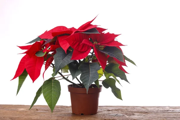 Poinsettia Plant Donker Hout — Stockfoto