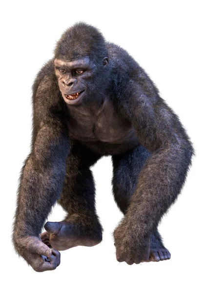 被白色背景隔离的黑色大猩猩 — 图库照片