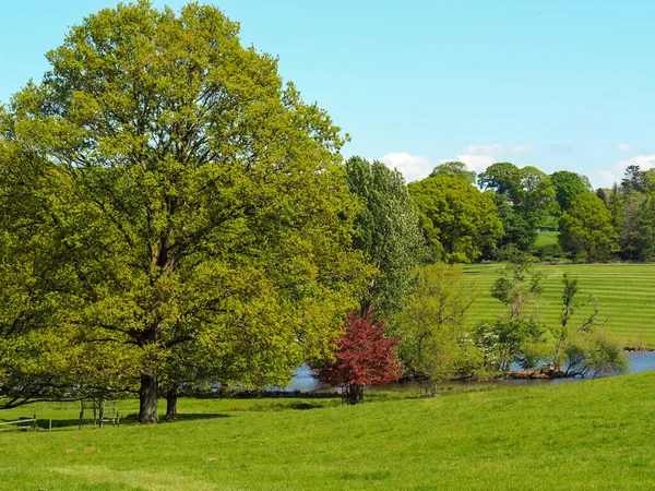 Schöne Bäume Und Der Rand Eines Sees Einem Grünen Park — Stockfoto
