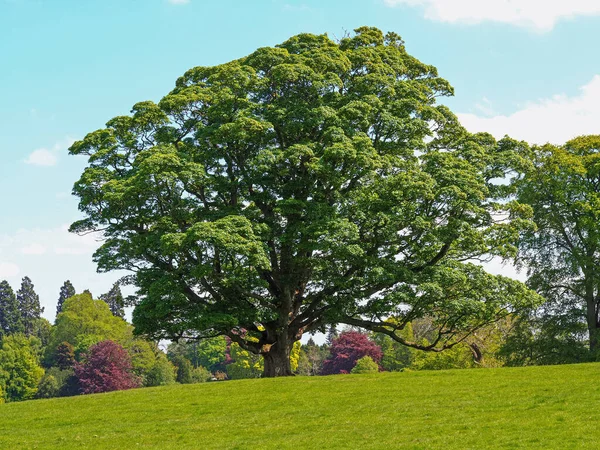 Large Beautiful Sycamore Tree Green Summer Foliage Parkland North Yorkshire — Stock Photo, Image