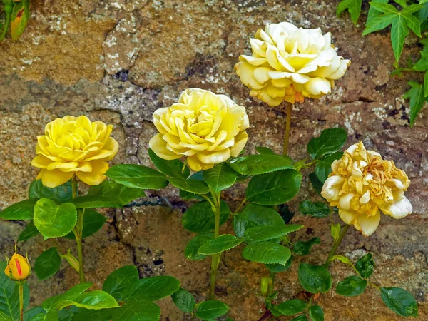 Yellow Rose Blooms Including Bud Finished Flower Green Leaves Walled — Stock Photo, Image