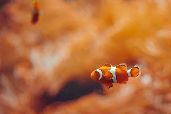 Подводный Вид Красивое Море — стоковое фото