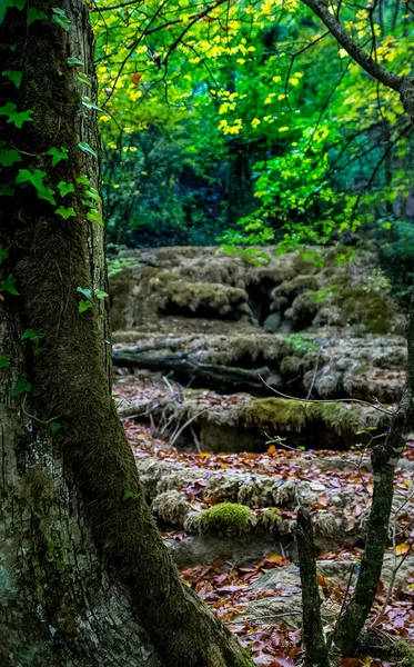 Bellissimo Paesaggio Nella Foresta — Foto Stock