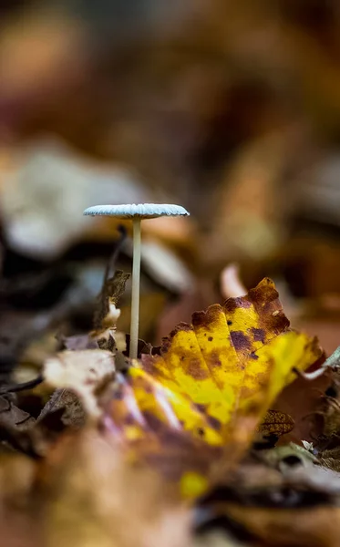 Fungo Traslucido Una Lettiera Foresta Tra Foglie Autunno — Foto Stock