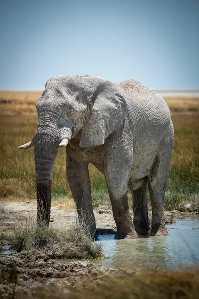 肯尼亚大草原上的非洲象 — 图库照片
