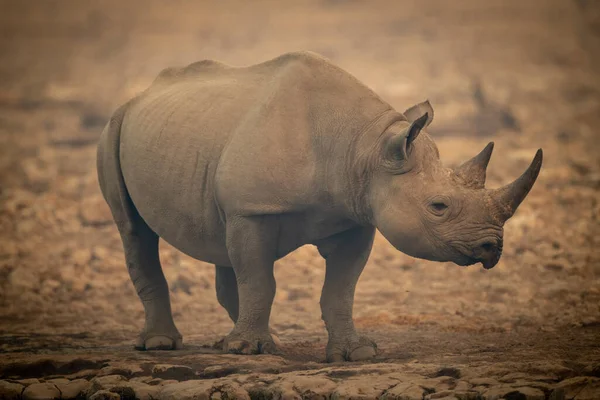 Primer Plano Rinoceronte Parque Nacional Kruger —  Fotos de Stock