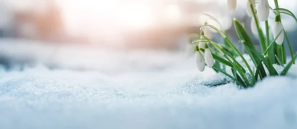 Панорамный Вид Весенние Цветы Парке Красивым Утром Свежий Подснежник Загорает — стоковое фото