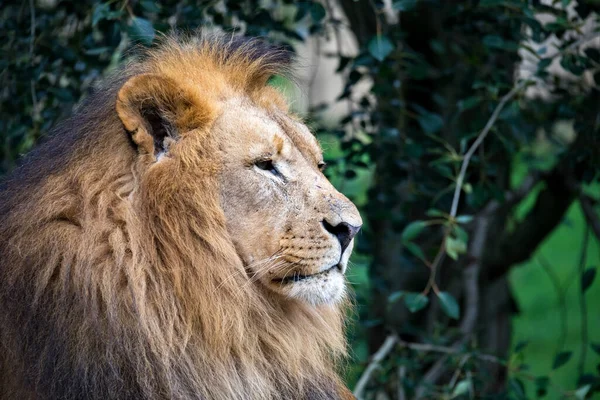 南西アフリカのライオンやカタンガのライオンの壮大な男性の頭の肖像画 パンテラレオBleyenberghi — ストック写真