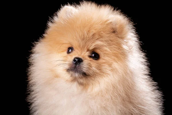 Retrato Estúdio Belo Pomeranian Sobre Fundo Preto Cão Bonito Posando — Fotografia de Stock