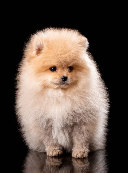 Precioso Cachorro Pomeraniano Estudio Sobre Fondo Negro Lindo Perro Posando — Foto de Stock