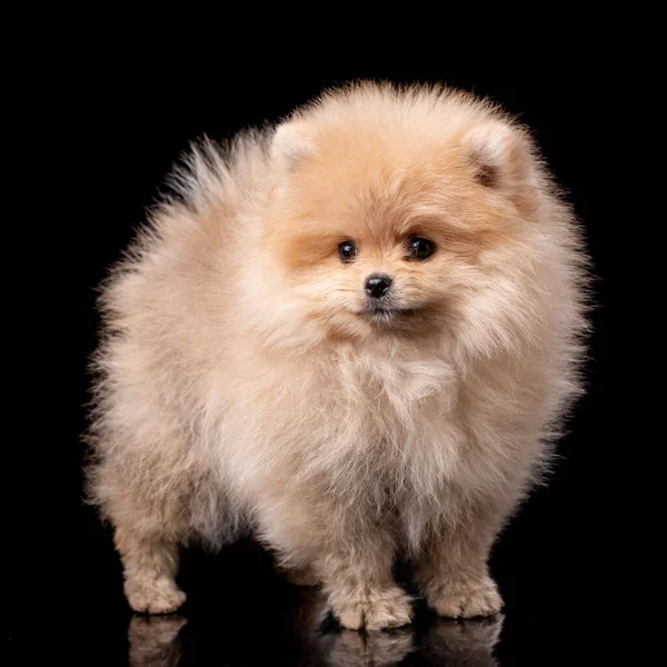 Miniatura Pomeranian Spitz Cachorro Pie Sobre Fondo Negro Lindo Perro —  Fotos de Stock