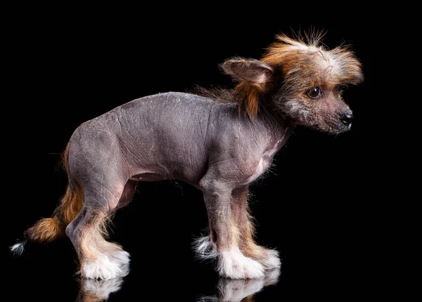 Cute Chinese Crested Cachorro Encuentra Lado Sobre Fondo Negro Estudio — Foto de Stock