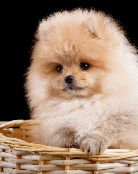 Portrait Pomeranian Spitz Puppy Wicker Basket Black Background Studio Shooting — Stock Photo, Image