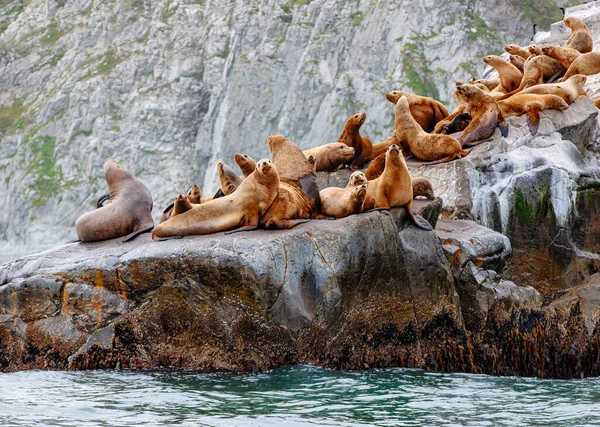 León Marino Steller Eumetopias Jubatus Sobre Roca Península Kamchatka —  Fotos de Stock