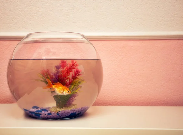 Aquarium Mit Einem Niedlichen Goldfisch Einem Mädchenzimmer Der Nähe Rosa — Stockfoto
