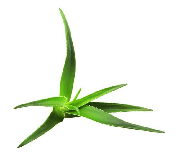 Aloe Vera Növény Elszigetelt Fehér Háttérrel Aloe Vera Aloe Nemhez — Stock Fotó