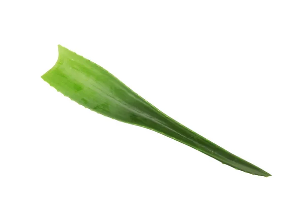 Aloe Vera Växt Isolerad Vit Bakgrund Aloe Vera Saftig Växtart — Stockfoto
