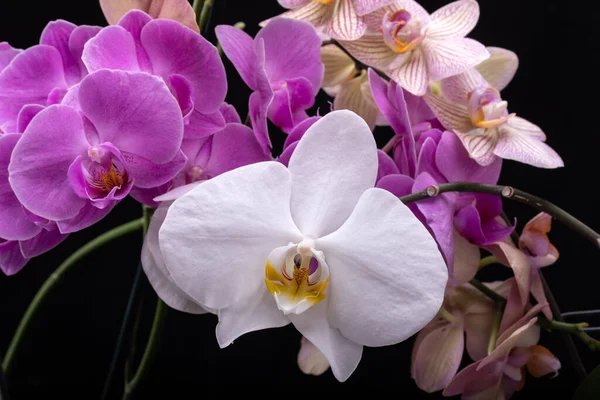 Belleza Flores Coloridas Orquídeas Aisladas Sobre Fondo Negro —  Fotos de Stock