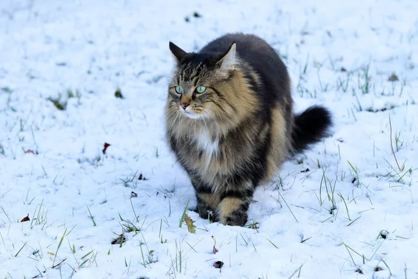 Katze Schnee — Stockfoto