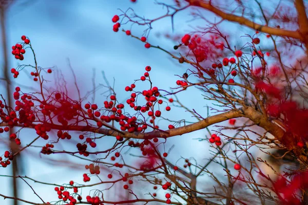 Una Rama Delgada Del Árbol Desnudo Cubierta Pequeñas Bayas Rojas — Foto de Stock