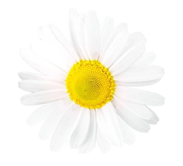 背景に白いデイジーの花が孤立し — ストック写真