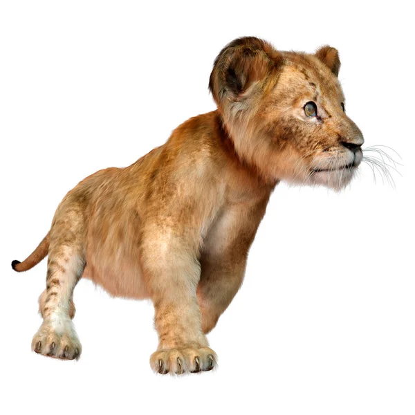 Rendering Cute Lion Cub Isolated White Background — Stock Photo, Image