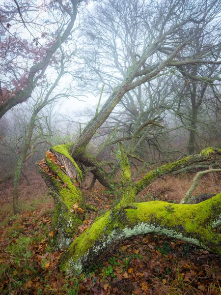 Roble Cubierto Musgo Bosque Brumoso Burgenland Austria — Foto de Stock