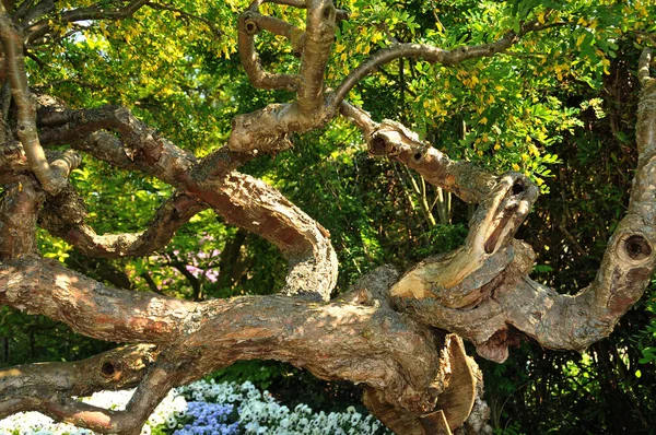 Vieil Arbre Dans Forêt — Photo