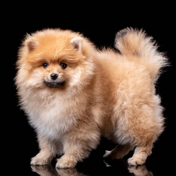 Precioso Cachorro Pomeraniano Estudio Sobre Fondo Negro Lindo Perro Posando — Foto de Stock