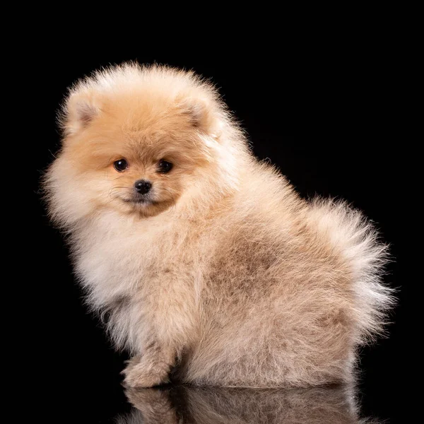 Retrato Spitz Pomeraniano Sentado Sobre Fondo Negro Pequeño Cachorro Esponjoso —  Fotos de Stock