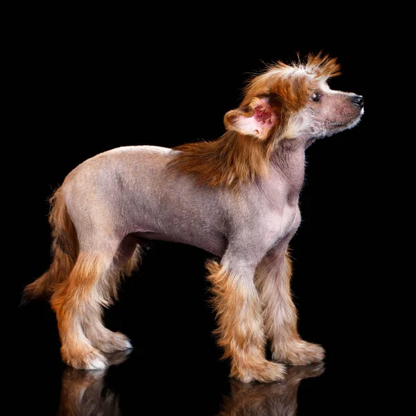 Pequeño Lindo Chino Cresta Cachorro Coloca Lado Cámara Mira Hacia — Foto de Stock